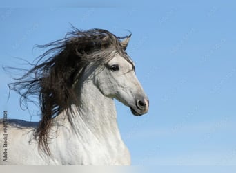 Andalusier, Wallach, 9 Jahre, 161 cm, Schimmel