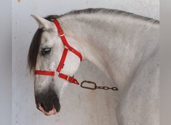 Andalusier, Wallach, 9 Jahre, 161 cm, Schimmel