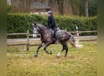 Andalusier, Wallach, 9 Jahre, 162 cm, Rappschimmel