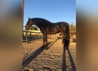 Andalusier, Wallach, 9 Jahre, 164 cm, Dunkelbrauner