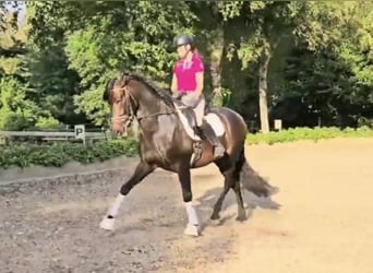 Andalusier, Wallach, 9 Jahre, 164 cm, Dunkelbrauner