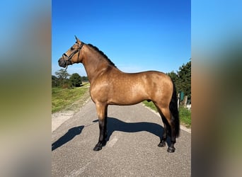 Andalusier, Wallach, 9 Jahre, 166 cm, Buckskin