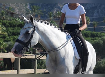 Andalusier, Wallach, 9 Jahre, 170 cm, Schimmel