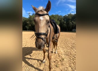 Andalusier, Wallach, 9 Jahre, Palomino