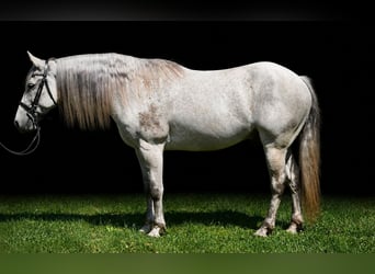 Andalusier Mix, Wallach, 9 Jahre, Schimmel