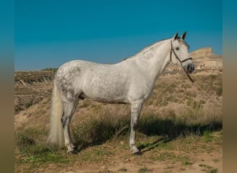 Andalusier, Wallach, 9 Jahre, Schimmel
