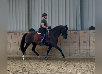 Andalusier, Wallach, Fohlen (04/2025), 160 cm, Rappe