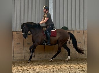 Andalusier, Wallach, Fohlen (04/2025), 160 cm, Rappe