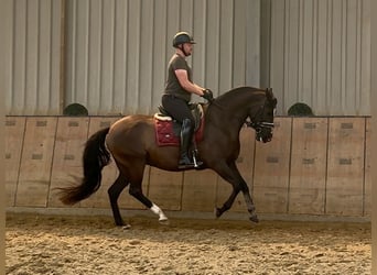 Andalusier, Wallach, Fohlen (04/2025), 160 cm, Rappe