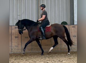 Andalusier, Wallach, Fohlen (04/2025), 160 cm, Rappe