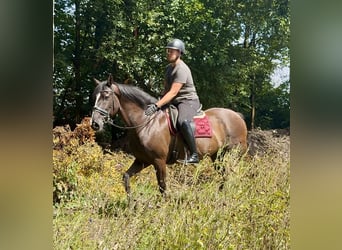 Andalusier, Wallach, Fohlen (04/2025), 160 cm, Rappe