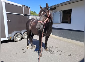 Andaluso, Castrone, 10 Anni, 150 cm, Morello
