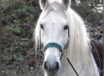 Andaluso Mix, Castrone, 10 Anni, 156 cm, Grigio