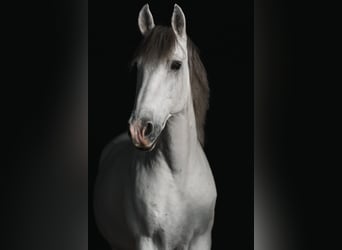 Andaluso, Castrone, 10 Anni, 157 cm, Grigio