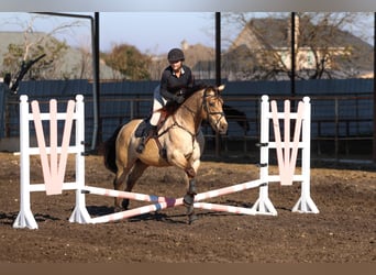Andaluso, Castrone, 10 Anni, 160 cm, Pelle di daino