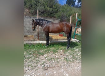 Andaluso, Castrone, 10 Anni, 162 cm, Baio scuro