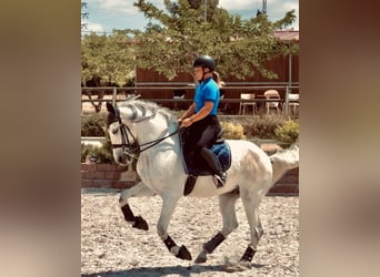 Andaluso, Castrone, 10 Anni, 165 cm, Grigio pezzato