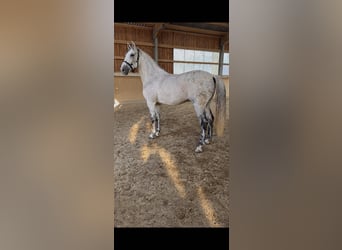 Andaluso, Castrone, 10 Anni, 165 cm, Grigio pezzato