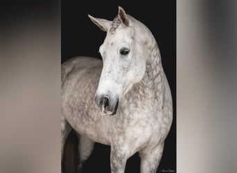 Andaluso, Castrone, 10 Anni, 165 cm, Grigio pezzato