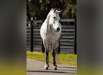 Andaluso, Castrone, 10 Anni, 165 cm, Grigio pezzato