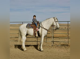 Andaluso, Castrone, 10 Anni, 168 cm, Grigio