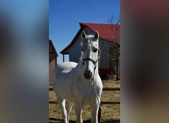 Andaluso, Castrone, 10 Anni, 168 cm, Grigio