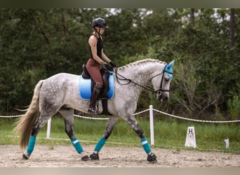 Andaluso, Castrone, 10 Anni, 173 cm, Grigio pezzato