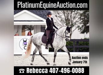 Andaluso, Castrone, 10 Anni, 173 cm, Grigio pezzato