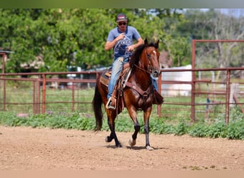 Andaluso, Castrone, 11 Anni, 155 cm, Baio ciliegia