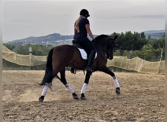 Andaluso Mix, Castrone, 11 Anni, 158 cm, Baio ciliegia