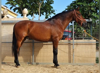 Andaluso Mix, Castrone, 11 Anni, 158 cm, Baio ciliegia
