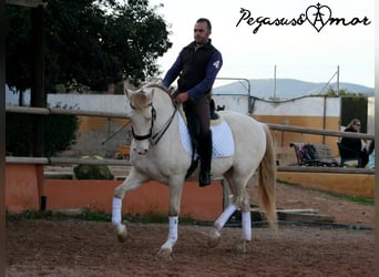 Andaluso, Castrone, 11 Anni, 158 cm, Perlino