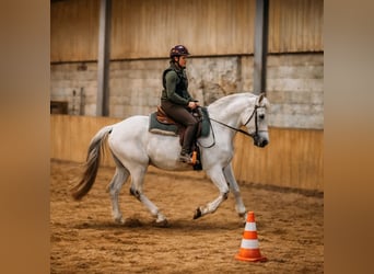 Andaluso Mix, Castrone, 11 Anni, 160 cm, Grigio