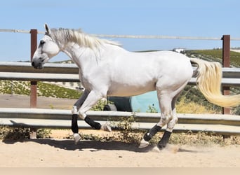 Andaluso, Castrone, 11 Anni, 161 cm, Grigio