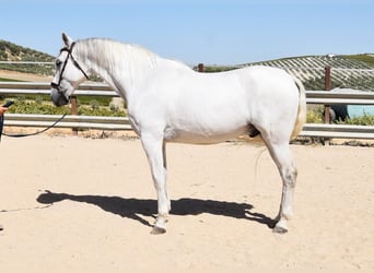 Andaluso, Castrone, 11 Anni, 161 cm, Grigio