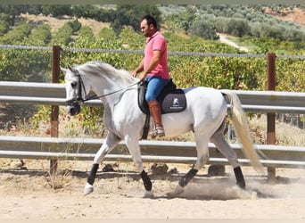 Andaluso, Castrone, 11 Anni, 161 cm, Grigio