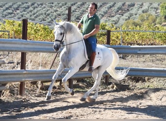Andaluso, Castrone, 11 Anni, 161 cm, Grigio