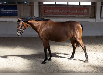 Andaluso, Castrone, 11 Anni, 163 cm, Baio