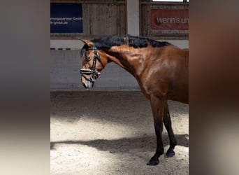 Andaluso, Castrone, 11 Anni, 163 cm, Baio