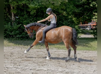 Andaluso, Castrone, 11 Anni, 163 cm, Baio