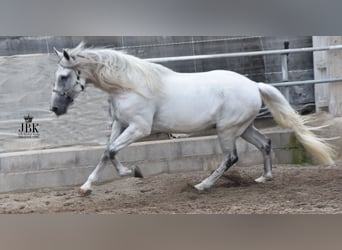 Andaluso, Castrone, 11 Anni, 168 cm, Grigio