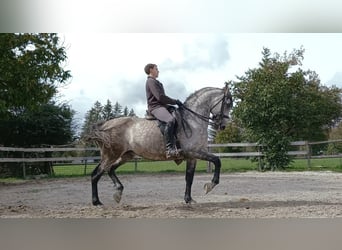 Andaluso Mix, Castrone, 11 Anni, 168 cm, Grigio