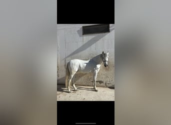Andaluso, Castrone, 11 Anni, Bianco