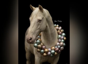 Andaluso, Castrone, 12 Anni, 154 cm, Cremello