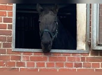 Andaluso, Castrone, 12 Anni, 158 cm, Morello
