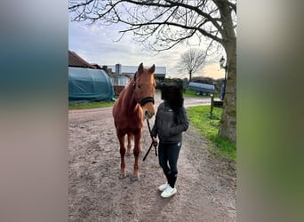 Andaluso Mix, Castrone, 12 Anni, 158 cm, Sauro