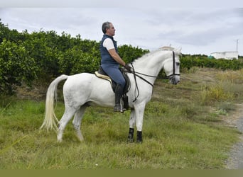 Andaluso, Castrone, 12 Anni, 160 cm, Grigio