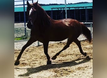 Andaluso, Castrone, 12 Anni, 164 cm, Sauro scuro