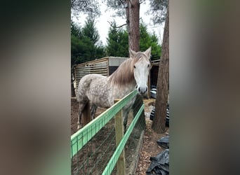 Andaluso, Castrone, 12 Anni, 175 cm, Bianco