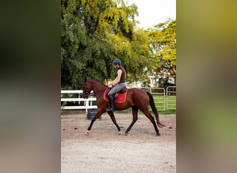 Andaluso Mix, Castrone, 12 Anni, Baio ciliegia